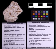 Foto (Objekt + Etiketten) von Cracensigillatus acutirostrus (Moericke, 1889) (NHMW-GEO-1990-0041-0354)